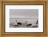 Framed Killer whales pod, western Antarctic Peninsula