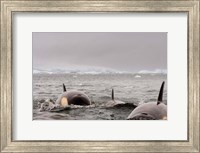 Framed Killer whales pod, western Antarctic Peninsula