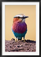 Framed Lilac-Breasted Roller, Maasai Mara, Kenya