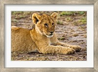 Framed Lion Cub Laying in the Bush, Maasai Mara, Kenya