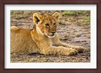 Framed Lion Cub Laying in the Bush, Maasai Mara, Kenya