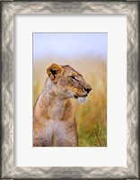 Framed Lion Sitting in the High Grass, Maasai Mara, Kenya