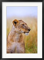 Framed Lion Sitting in the High Grass, Maasai Mara, Kenya
