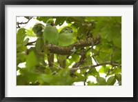 Framed Mauritius, Black River Gorges, Parakeet tropical bird