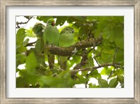 Framed Mauritius, Black River Gorges, Parakeet tropical bird