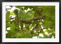 Framed Mauritius, Black River Gorges, Parakeet tropical bird