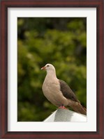 Framed Mauritius, Black River Gorges, Pink pigeon bird