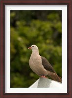 Framed Mauritius, Black River Gorges, Pink pigeon bird