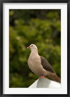 Framed Mauritius, Black River Gorges, Pink pigeon bird