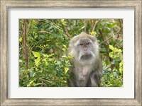 Framed Mauritius, Grand Bassin, Macaque monkey, Hindu site