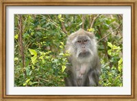 Framed Mauritius, Grand Bassin, Macaque monkey, Hindu site