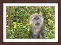 Framed Mauritius, Grand Bassin, Macaque monkey, Hindu site