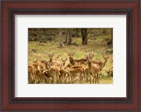 Framed Mauritius, Java deer wildlife