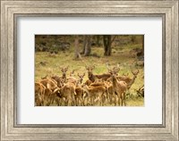 Framed Mauritius, Java deer wildlife