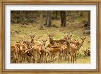 Framed Mauritius, Java deer wildlife