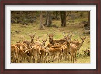 Framed Mauritius, Java deer wildlife