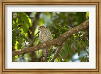 Framed Mauritius, Kestrel bird