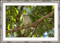 Framed Mauritius, Kestrel bird