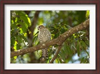 Framed Mauritius, Kestrel bird