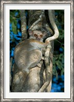 Framed Milne-Edwards Sportive Lemur, Madagascar