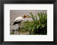 Framed Kenya. Masai Mara, Yellowbilled stork bird