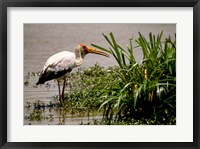 Framed Kenya. Masai Mara, Yellowbilled stork bird