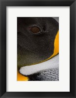 Framed King Penguin, Right Whale Bay, South Georgia Island, Antarctica