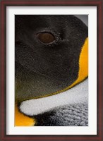 Framed King Penguin, Right Whale Bay, South Georgia Island, Antarctica