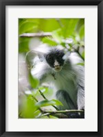 Framed Juvenile Kirk's Red Colobus Monkey, Jozani Forest, Chwaka Bay National Park, Zanzibar, Tanzania