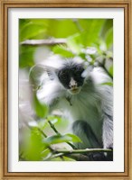 Framed Juvenile Kirk's Red Colobus Monkey, Jozani Forest, Chwaka Bay National Park, Zanzibar, Tanzania