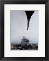 Framed King Penguin Chick Resting in Mother's Brood Pouch, Right Whale Bay, South Georgia Island, Antarctica