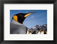 Framed King Penguins Along Shoreline in Massive Rookery, Saint Andrews Bay, South Georgia Island, Sub-Antarctica