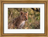 Framed Lion cub, Masai Mara National Reserve, Kenya