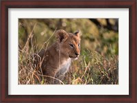 Framed Lion cub, Masai Mara National Reserve, Kenya