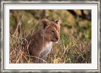 Framed Lion cub, Masai Mara National Reserve, Kenya