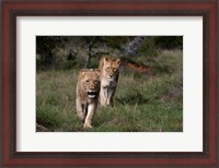 Framed Lion, Kariega Game Reserve, South Africa