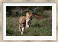 Framed Lion, Kariega Game Reserve, South Africa