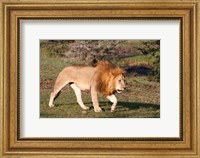 Framed Lion, Panthera leo, Maasai Mara, Kenya.
