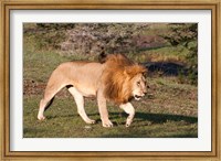 Framed Lion, Panthera leo, Maasai Mara, Kenya.