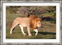 Framed Lion, Panthera leo, Maasai Mara, Kenya.