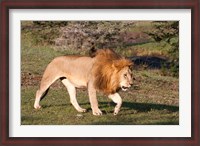 Framed Lion, Panthera leo, Maasai Mara, Kenya.