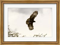 Framed Long Crested Eagle, Meru National Park, Kenya