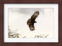 Framed Long Crested Eagle, Meru National Park, Kenya