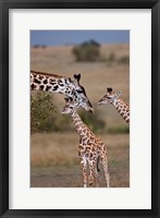 Framed Maasai Giraffe, Masai Mara, Kenya