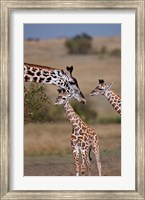 Framed Maasai Giraffe, Masai Mara, Kenya