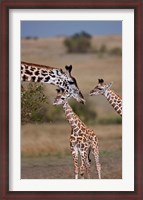 Framed Maasai Giraffe, Masai Mara, Kenya