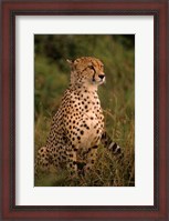 Framed Kenya: Masai Mara, head of mating cheetah