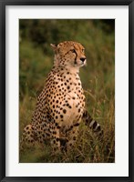 Framed Kenya: Masai Mara, head of mating cheetah