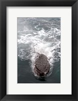 Framed Humpback Whales in Antarctica
