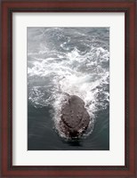 Framed Humpback Whales in Antarctica